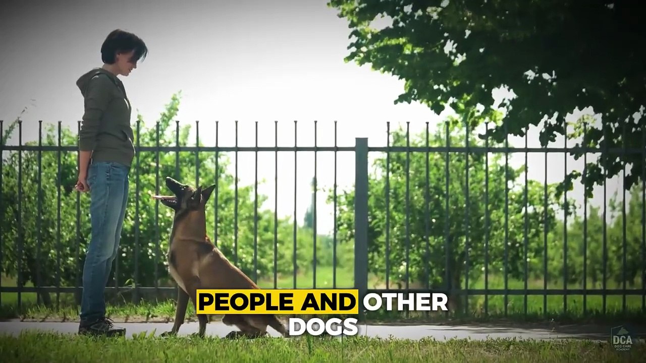 Why Your Dog Doesn’t Obey You – Most Owners Make This Mistake! (Proven Tips)