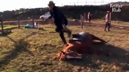 شاهدي فيديو طريف لحصان يتقن التظاهر بالموت!