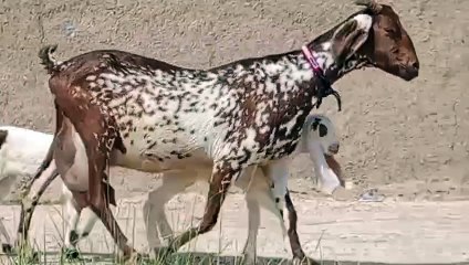 Teddy Goat with Two Female Kids for Sale Rare Cross Breed
