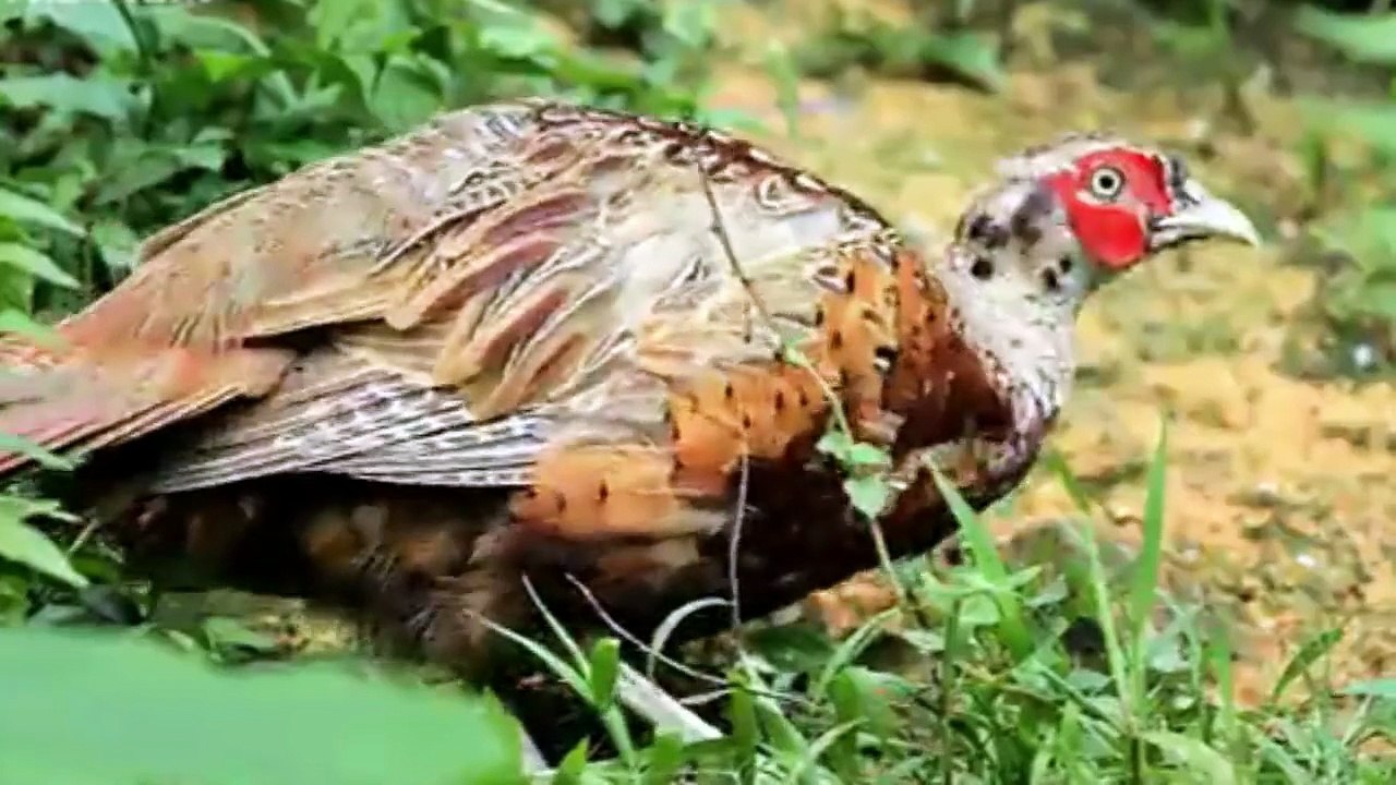THE MOST BEAUTIFUL BIRDS OF INDONESIA