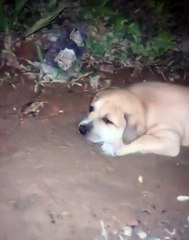 Filhote abandonado em rua de Joinville