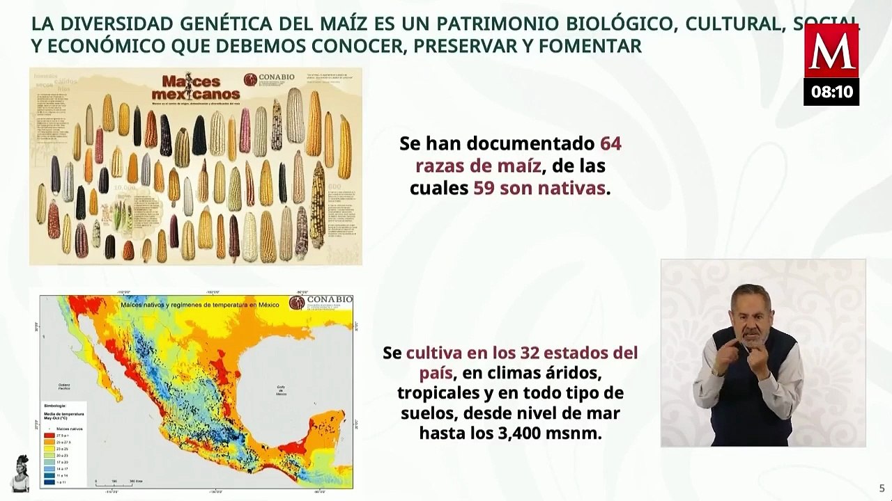 Día Nacional del Maíz: revelan cuál es su origen, diversidad y legado cultural