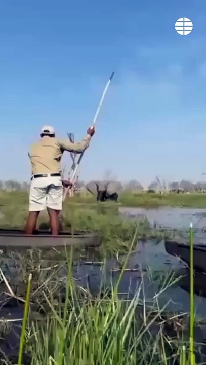 Elefante en Botswana