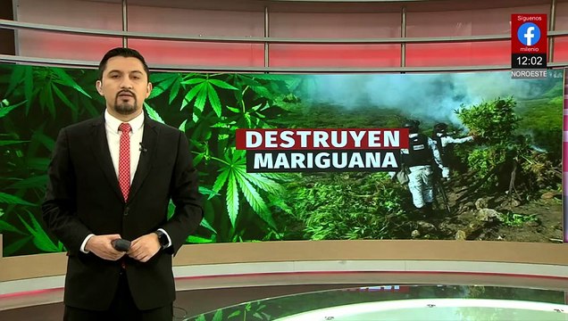 Autoridades de Chihuahua destruyen más de 400 mil plantas de marihuana