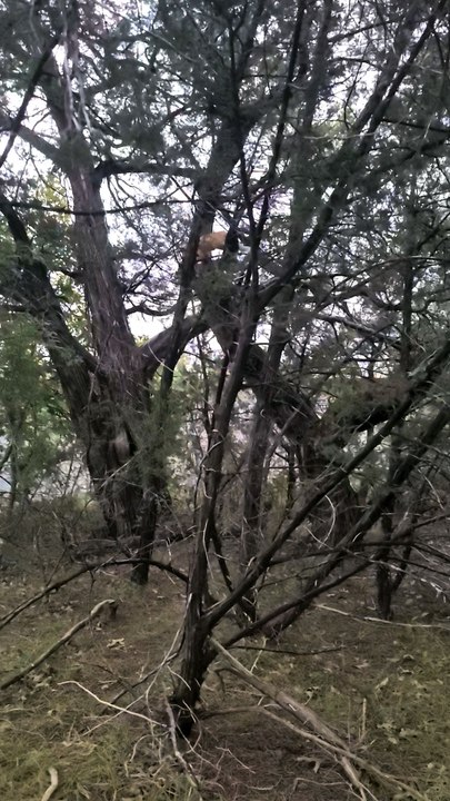 feral cats kittens climbing trees now