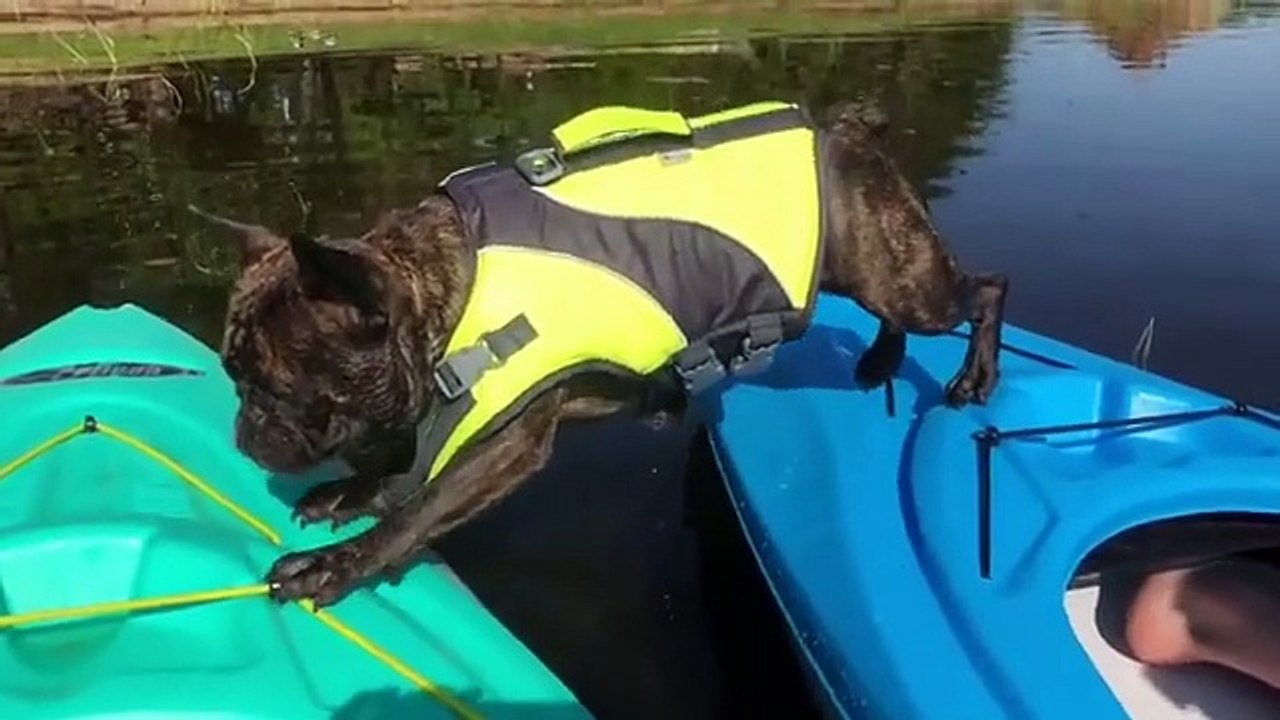 Ultimate animal funny video full of laughter with cats dogs and other pets being funny