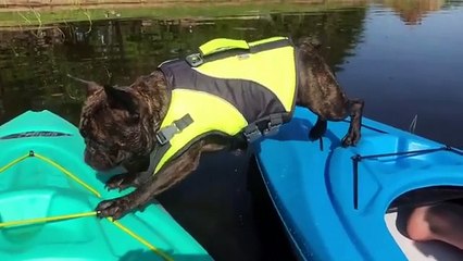 Ultimate animal funny video full of laughter with cats dogs and other pets being funny