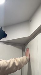Cat Gets Assistance From Humans to Catch Bug on Wall