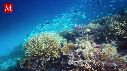 “The Blob”: el fenómeno climático que pone en alerta al Pacífico y amenaza la vida marina