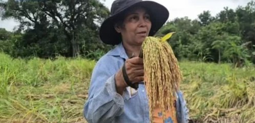 Campos de arroz afectados por lluvias en Calobre