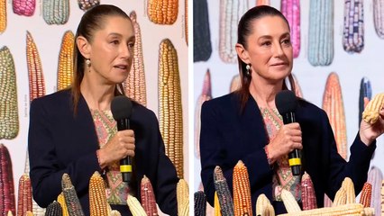 Claudia Sheinbaum defiende la prohibición de plantar maíz transgénico: "Muchas variedades estarían en riesgo"