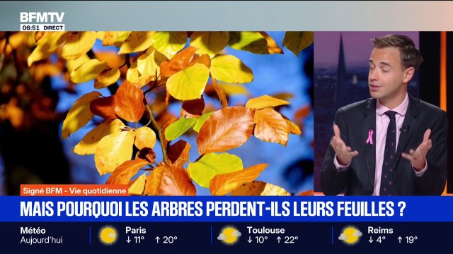 Automne: pourquoi les arbres perdent-ils leurs feuilles ?