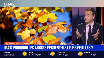 Automne: pourquoi les arbres perdent-ils leurs feuilles ?