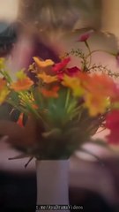 Bao Zhiyue & Ma Qianhuan - Jinglong folded spring branches《京笼折春枝》Sub Indo