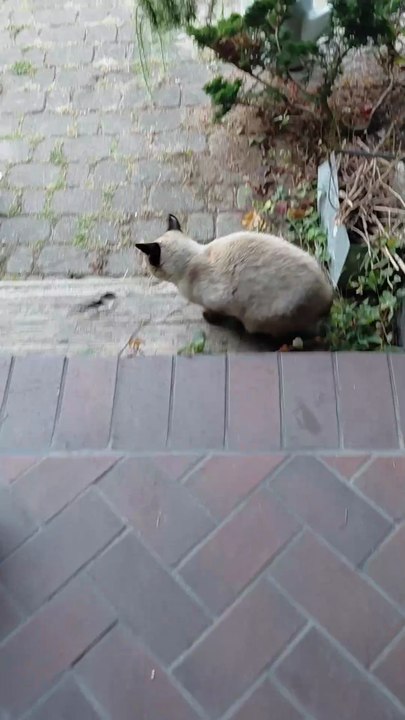 Good morning! Breakfast Done! So... Bye! #shorts #cat #funnycats #goodmorning #viralcats #fyp #cute