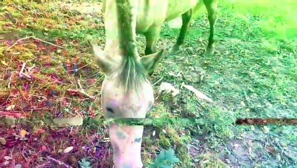 Samuel Copier and the I.L.F. - Totem (Raw Experimental Psychedelic Folk) | Music video