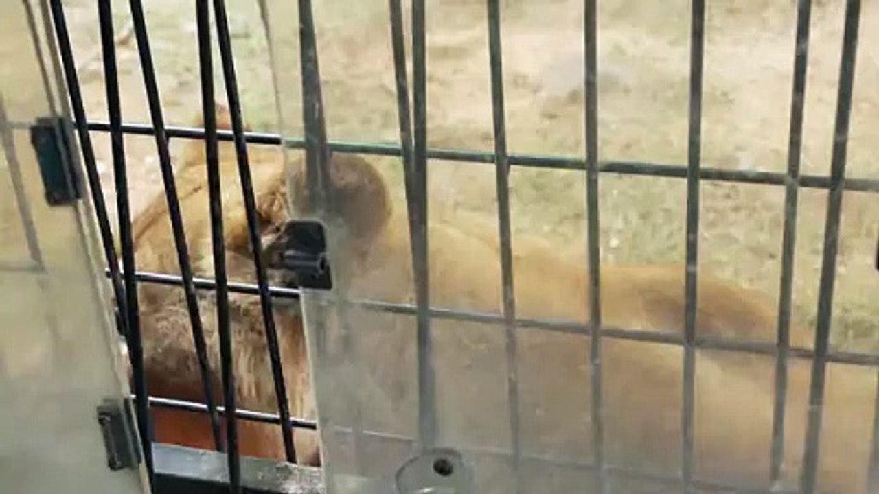 Feeding the lions. 村島弘之