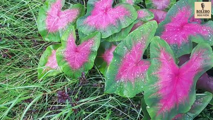 Lá Môn Xanh – Bolero Hoài Niệm | Ca Khúc Về Quê Hương, Cha Mẹ