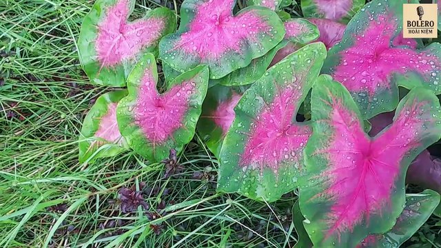 Lá Môn Xanh – Bolero Hoài Niệm | Ca Khúc Về Quê Hương, Cha Mẹ