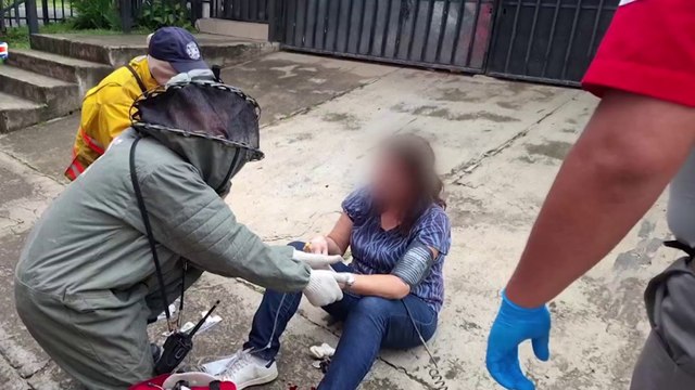 tn7-perra-muere-y-tres-personas-resultan-heridas-tras-ser-atacadas-por-abejas-africanizadas-en-Zapote-290925