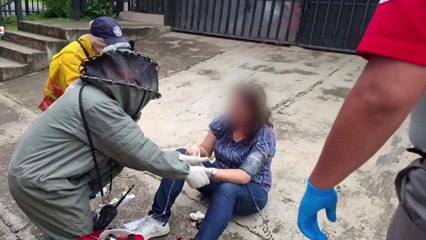 tn7-perra-muere-y-tres-personas-resultan-heridas-tras-ser-atacadas-por-abejas-africanizadas-en-Zapote-290925