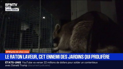 Le raton laveur de plus en plus présent en Gironde dans les zones urbaines