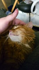 Cuddling with Smokie