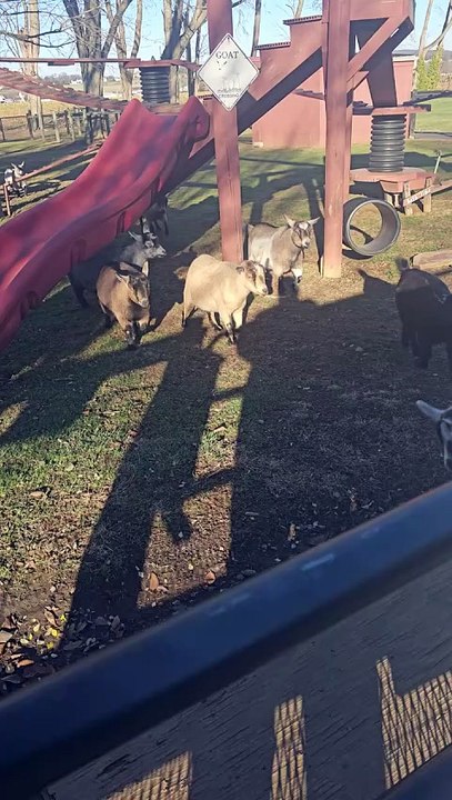 Pygmy Goats at Kitchen Kettle Village