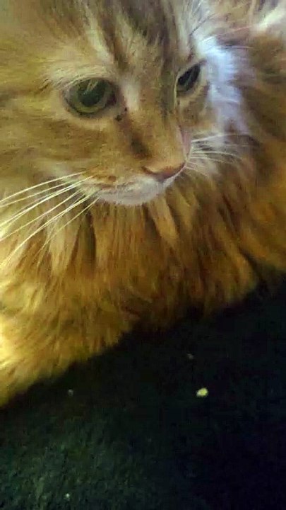 Smokie purring as I rubbed her head.