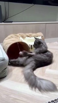 Good Morning. Let`s Have Some Fun! #shorts #funnycats #fun #goodmorning #play #cute #Viralcats #fyp