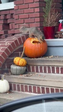 Squirrel Sneaks Inside Giant Pumpkin for Feast