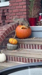 Squirrel Sneaks Inside Giant Pumpkin for Feast