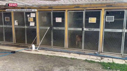 Un nouveau dispositif pour lutter contre les violences envers les animaux ?