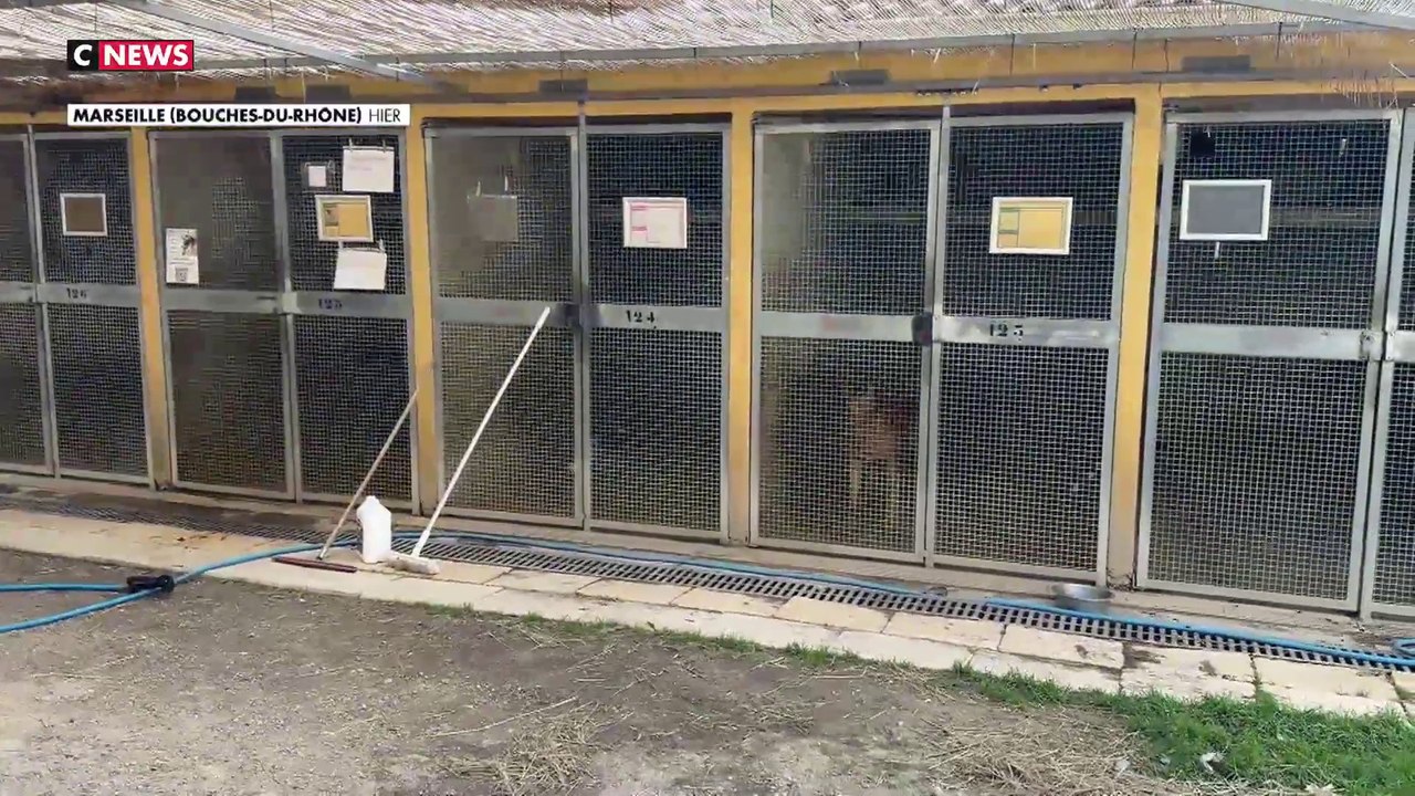 Un nouveau dispositif pour lutter contre les violences envers les animaux ?