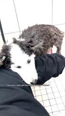 Person Rescues Abandoned Puppy and Gives Her Forever Home