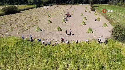 Altın susamda ‘Deli Mehmet’ bereketi