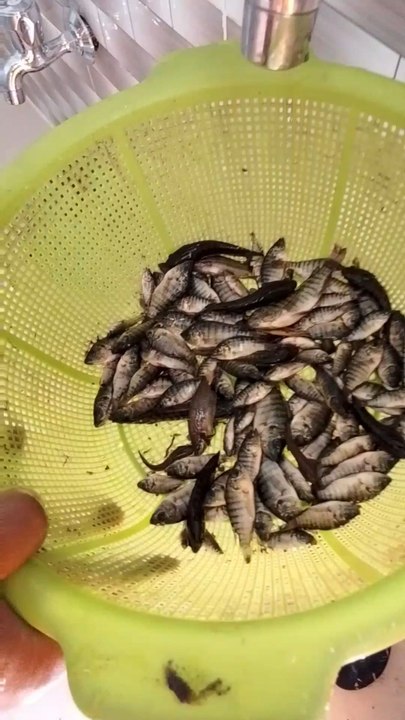 Original Village Fish 🐟
