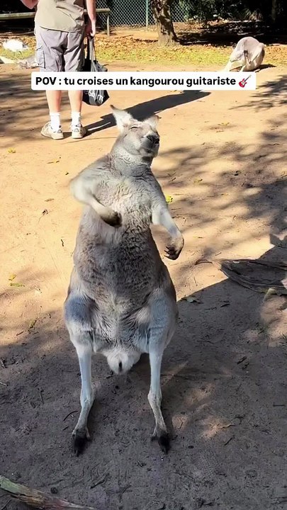 🎸 En plein cœur de l’Australie, un moment aussi surprenant qu’adorable : un kangourou capté par @antur_ni, en train d’imiter un guitariste !