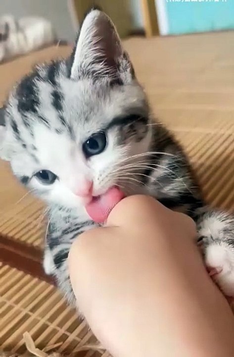 cute animals 😼cute kitten #viral #cat #cuteanimals