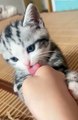 cute animals 😼cute kitten #viral #cat #cuteanimals