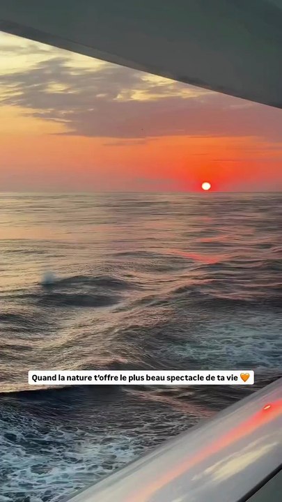 Des dauphins en pleine danse au coucher du soleil 🌅🐬…