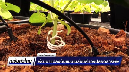 เลี้ยงจิ้งหรีด สร้างรายได้เลี้ยงครอบครัว  | เนชั่นทั่วไทย | 30 ก.ย. 68 | PART 2