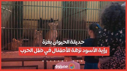 حديقة الحيوان بغزة.. رؤية الأسود نزهة للأطفال في ظل الحرب