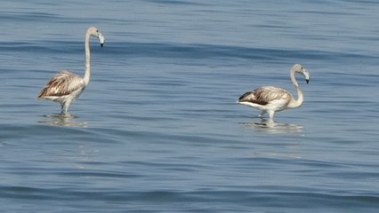 Van Gölü havzasının renkli misafirleri! İlk kez konakladılar