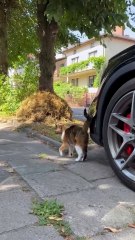 Cat Driver?! 😂 This Kitty Is Ready to Hit the Road 🐾🚗 #shorts #cat #car #funny #funnycats #cute #viralcats #fyp