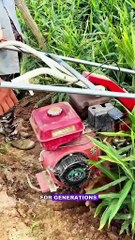 Ginger Farming in China: Secrets of the Spice Fields