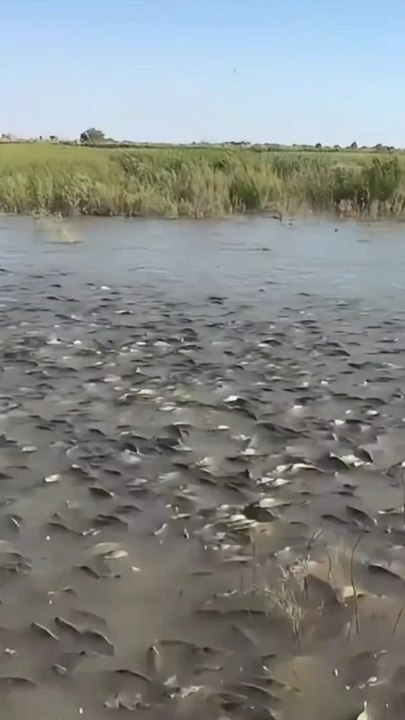 "Why Are Fish Floating? The Shocking Truth Behind This Mysterious Phenomenon!"