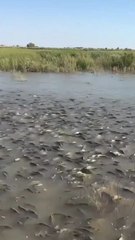 "Why Are Fish Floating? The Shocking Truth Behind This Mysterious Phenomenon!"