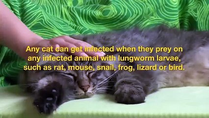 Cat Lungworms – Facts to Know from Symptoms to Prevention _ DiscountPetCare