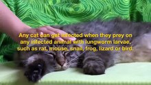 Cat Lungworms – Facts to Know from Symptoms to Prevention _ DiscountPetCare